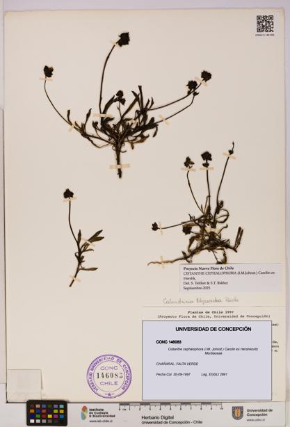Cistanthe cephalophora [Espécimen: UDEC:CONC:0146083]
