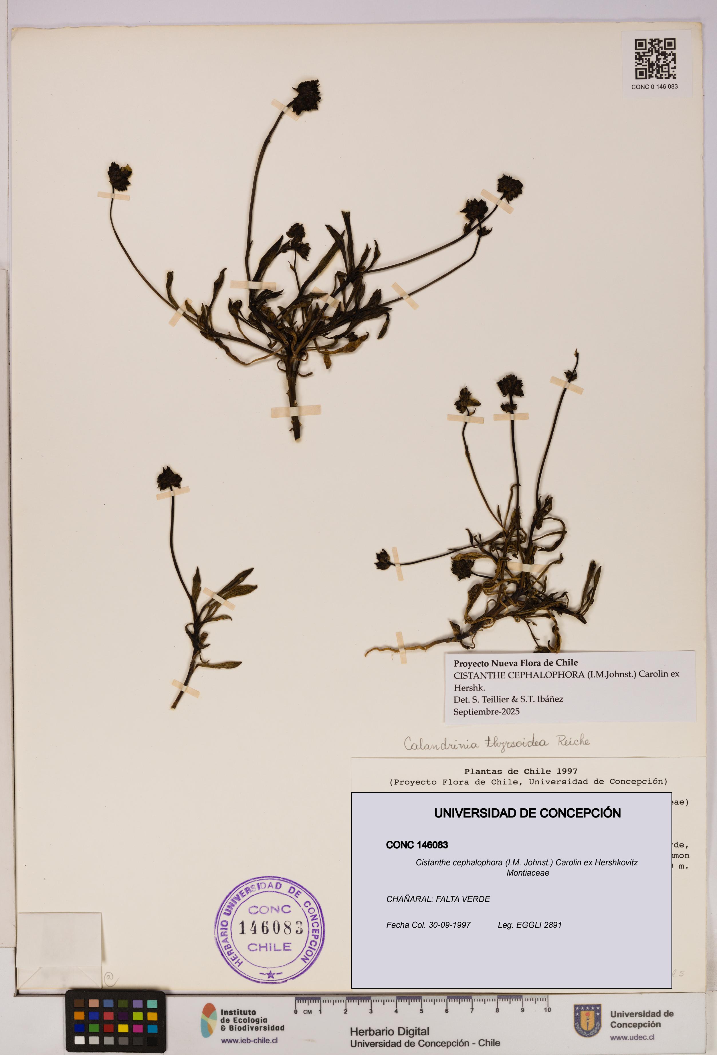 Cistanthe cephalophora [Espécimen: UDEC:CONC:0146083]
