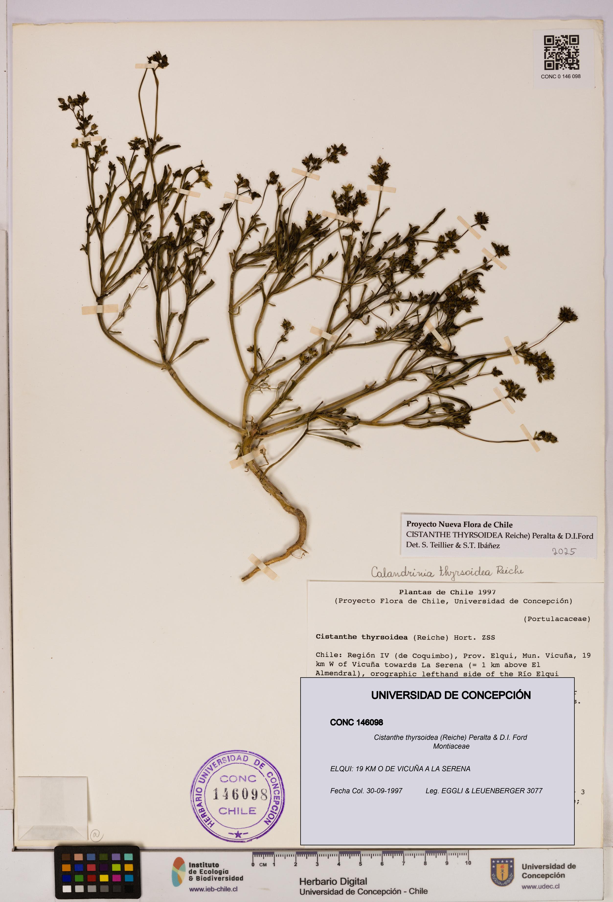 Cistanthe thyrsoidea [Espécimen: UDEC:CONC:0146098]