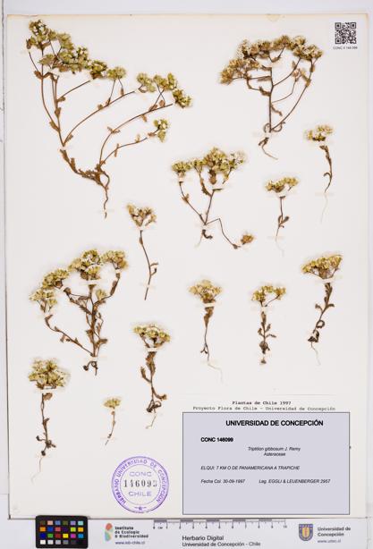 Triptilion gibbosum [Espécimen: ]
