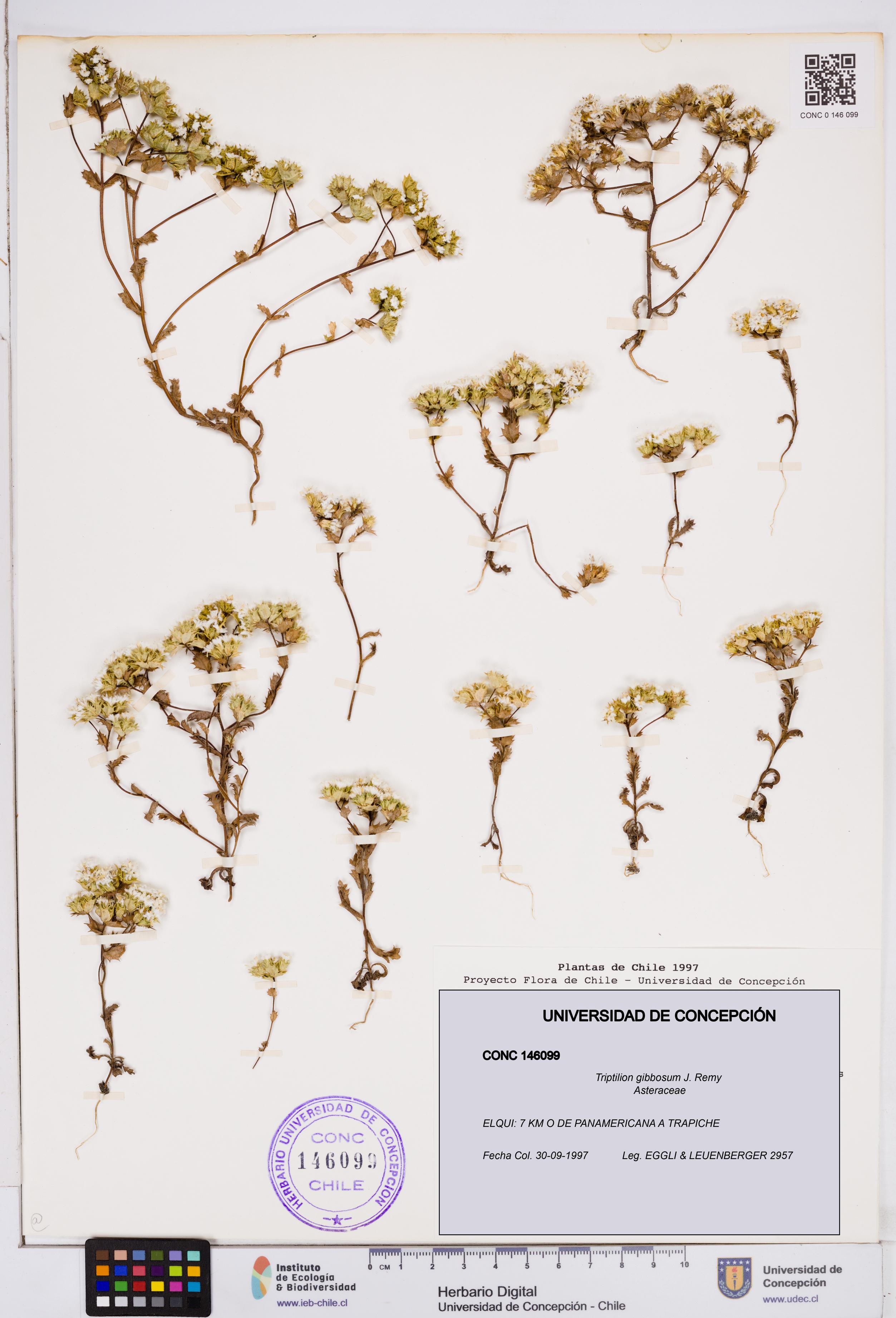 Triptilion gibbosum [Espécimen: ]