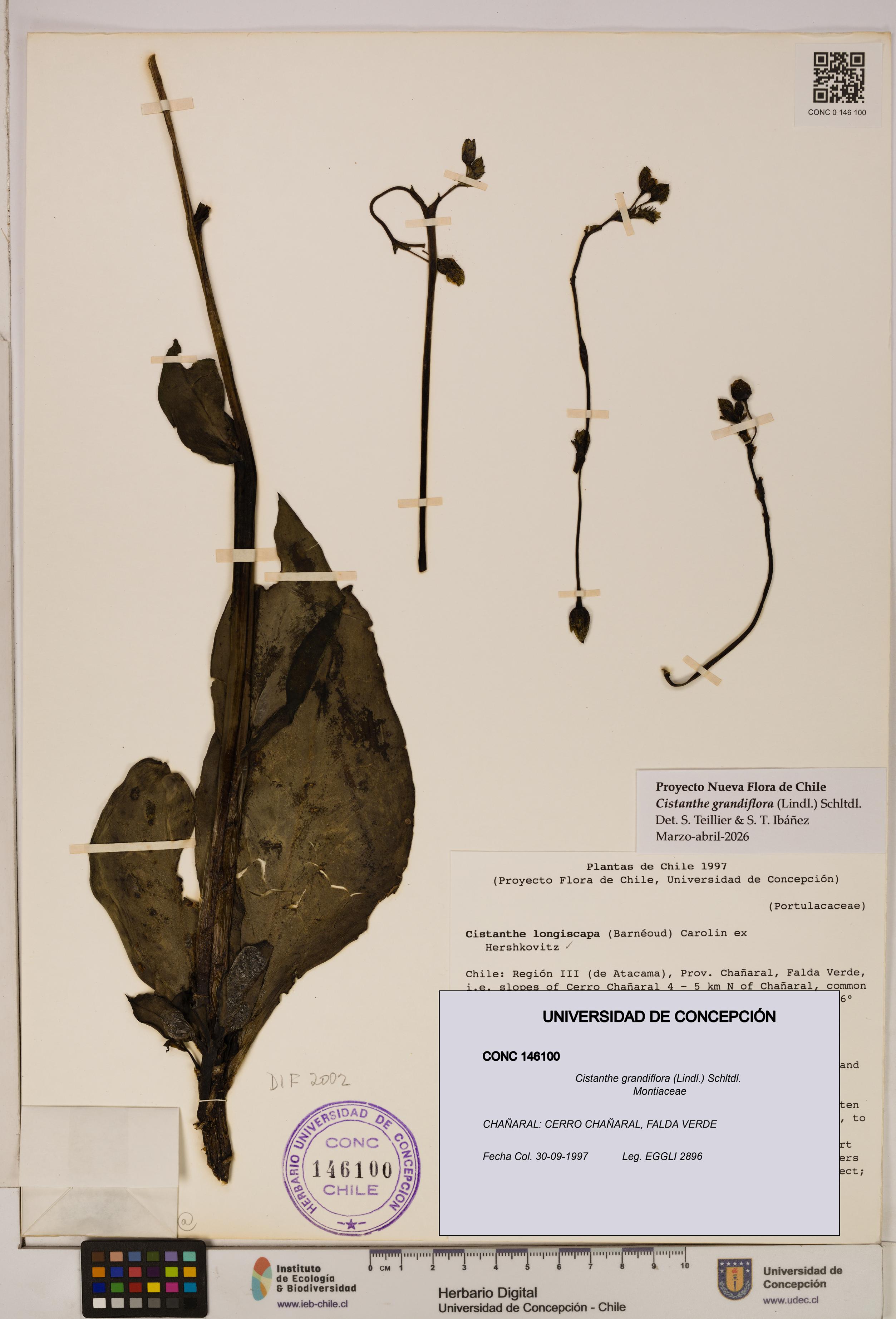 Cistanthe grandiflora [Espécimen: UDEC:CONC:0146100]