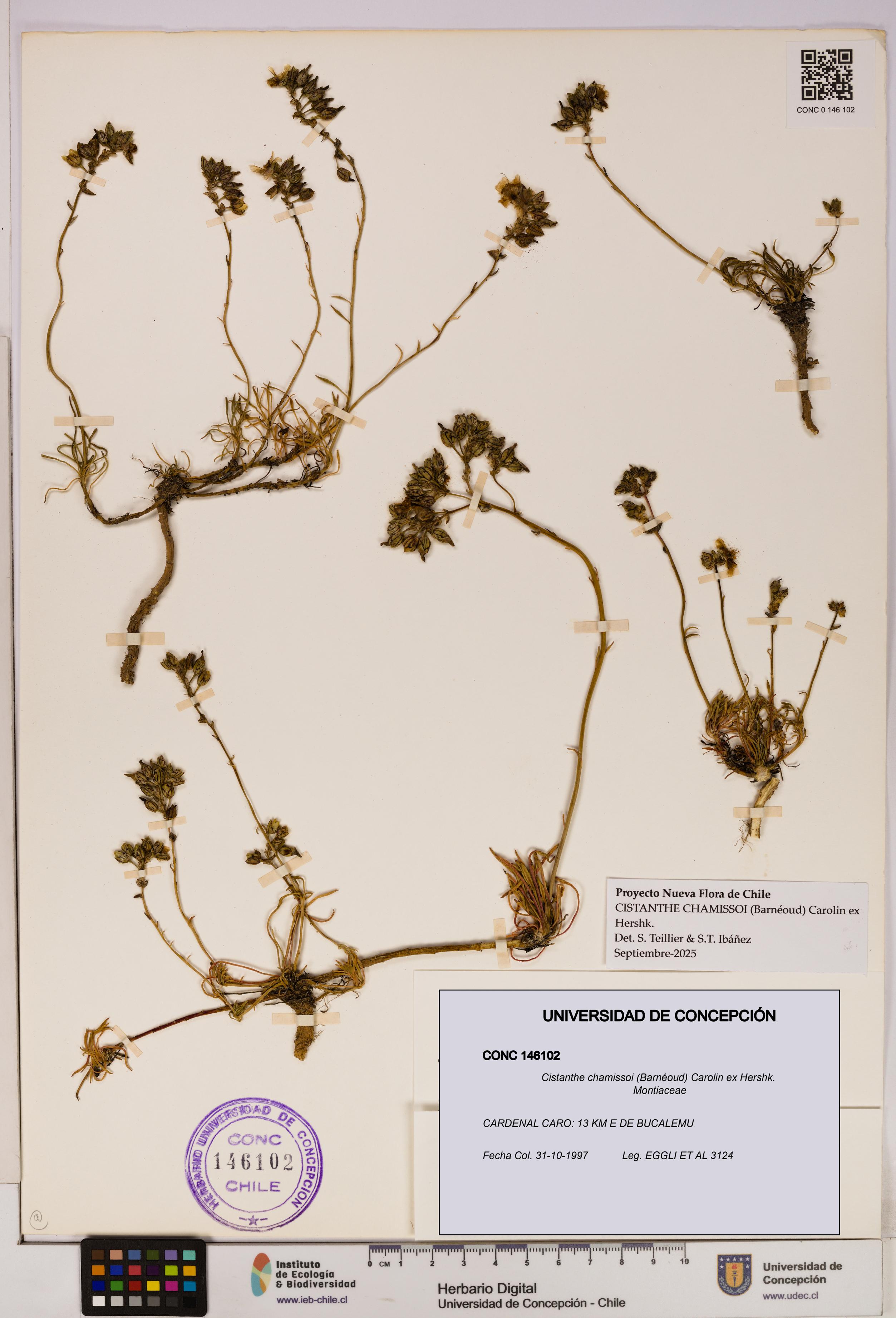 Cistanthe chamissoi [Espécimen: UDEC:CONC:0146102]