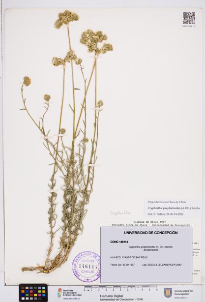 Cryptantha gnaphalioides [Espécimen: ]
