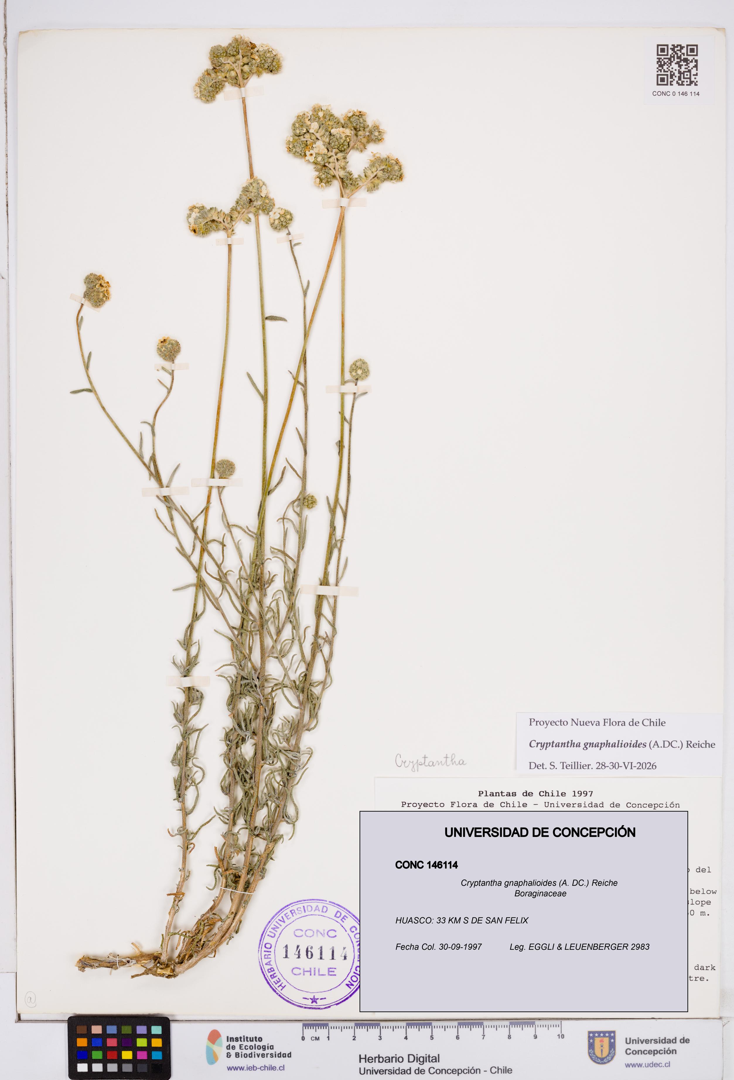 Cryptantha gnaphalioides [Espécimen: ]