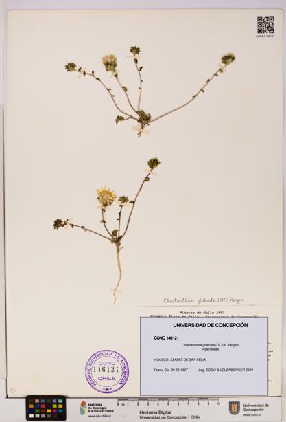 Chaetanthera glabrata [Espécimen: UDEC:CONC:0146121]