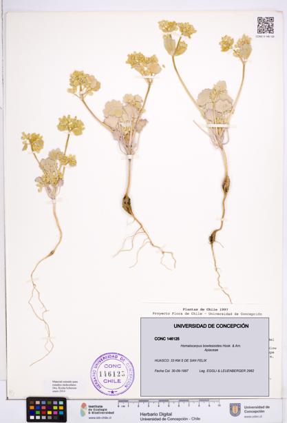 Homalocarpus bowlesioides [Espécimen: ]