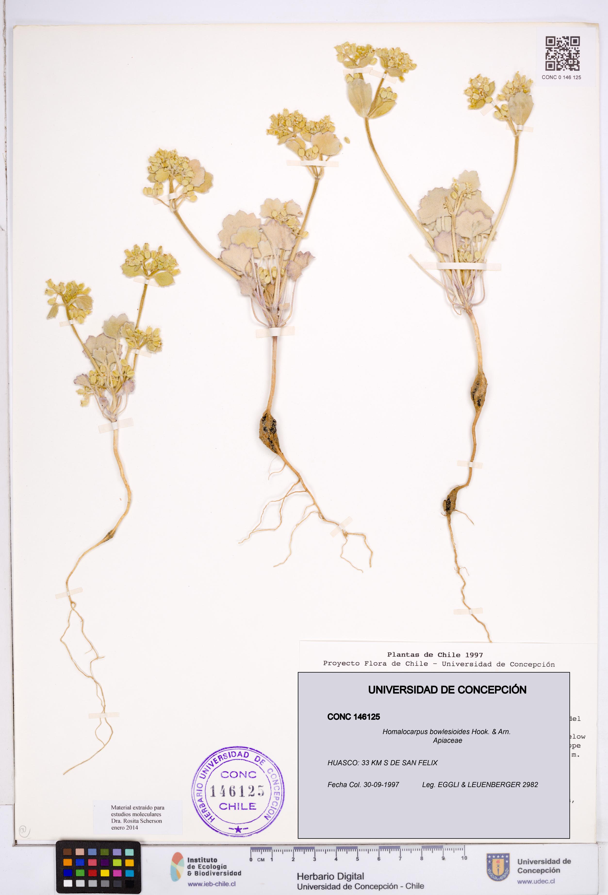 Homalocarpus bowlesioides [Espécimen: ]