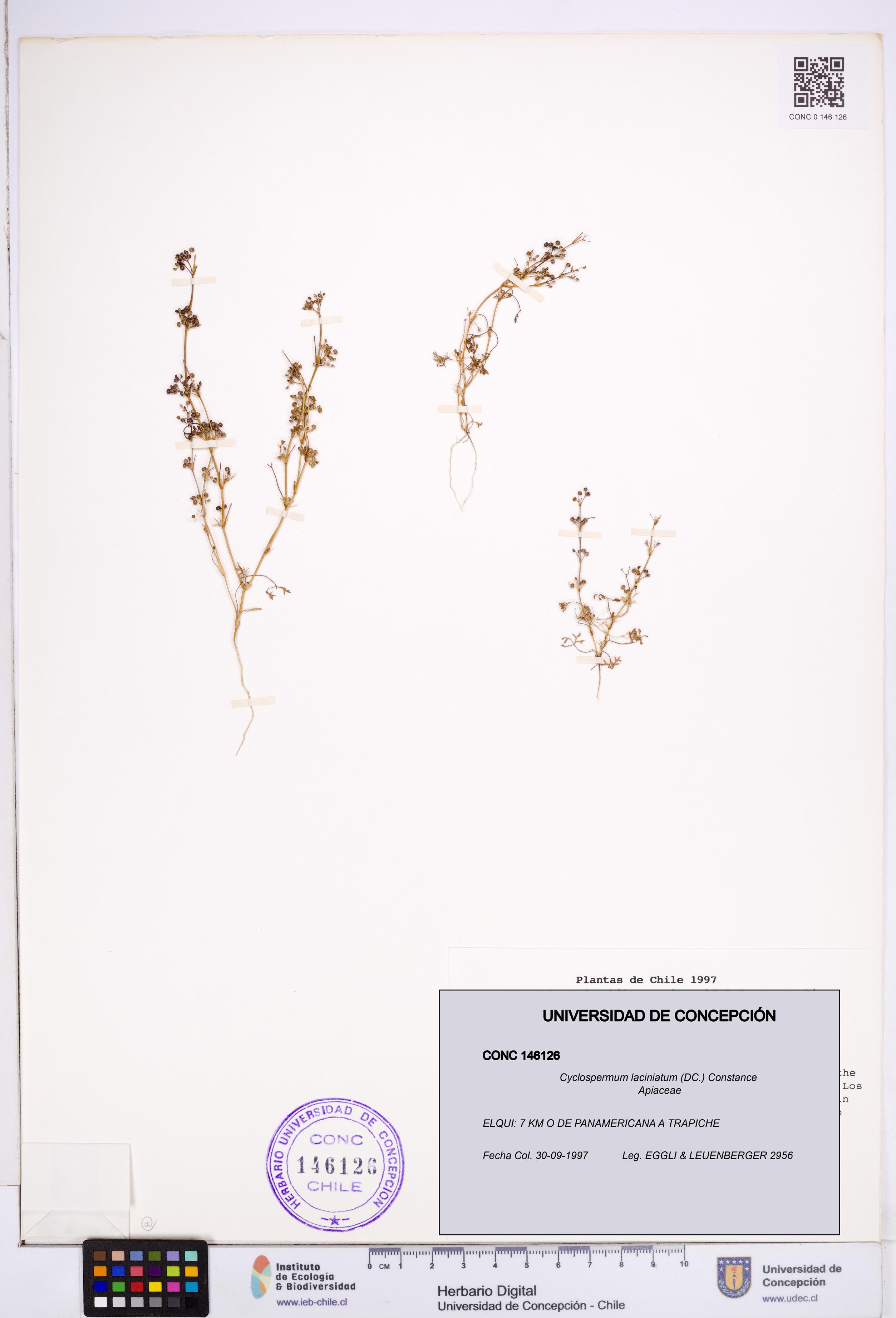 Cyclospermum laciniatum [Espécimen: ]
