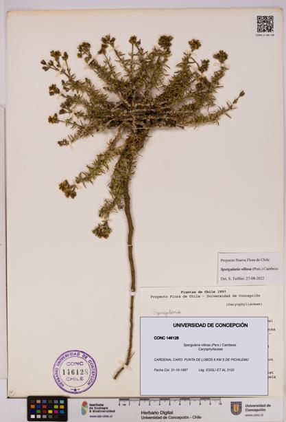 Spergularia villosa [Espécimen: UDEC:CONC:0146128]