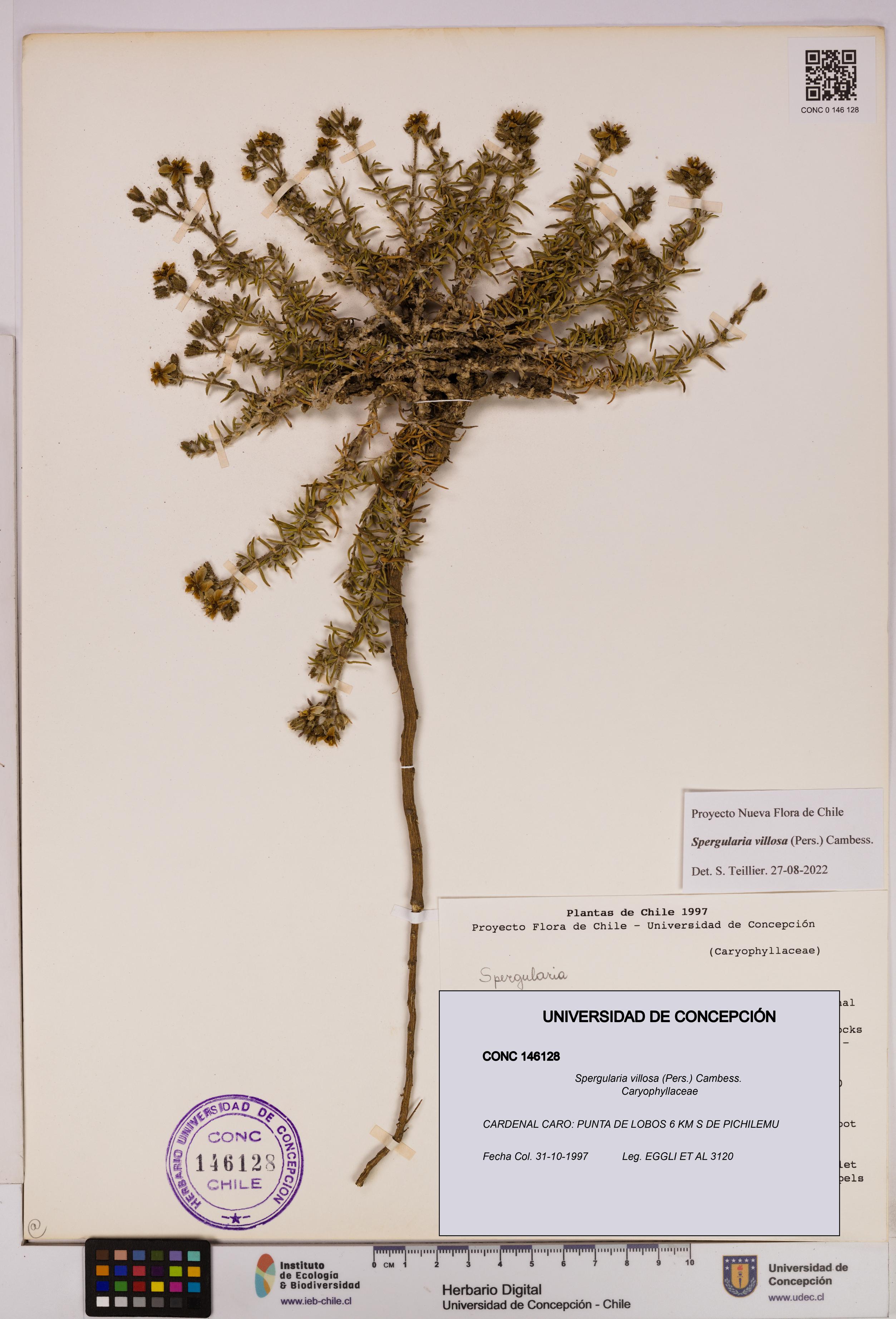 Spergularia villosa [Espécimen: UDEC:CONC:0146128]
