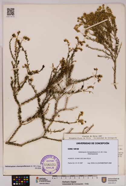 Heliotropium chenopodiaceum [Espécimen: UDEC:CONC:0146129]