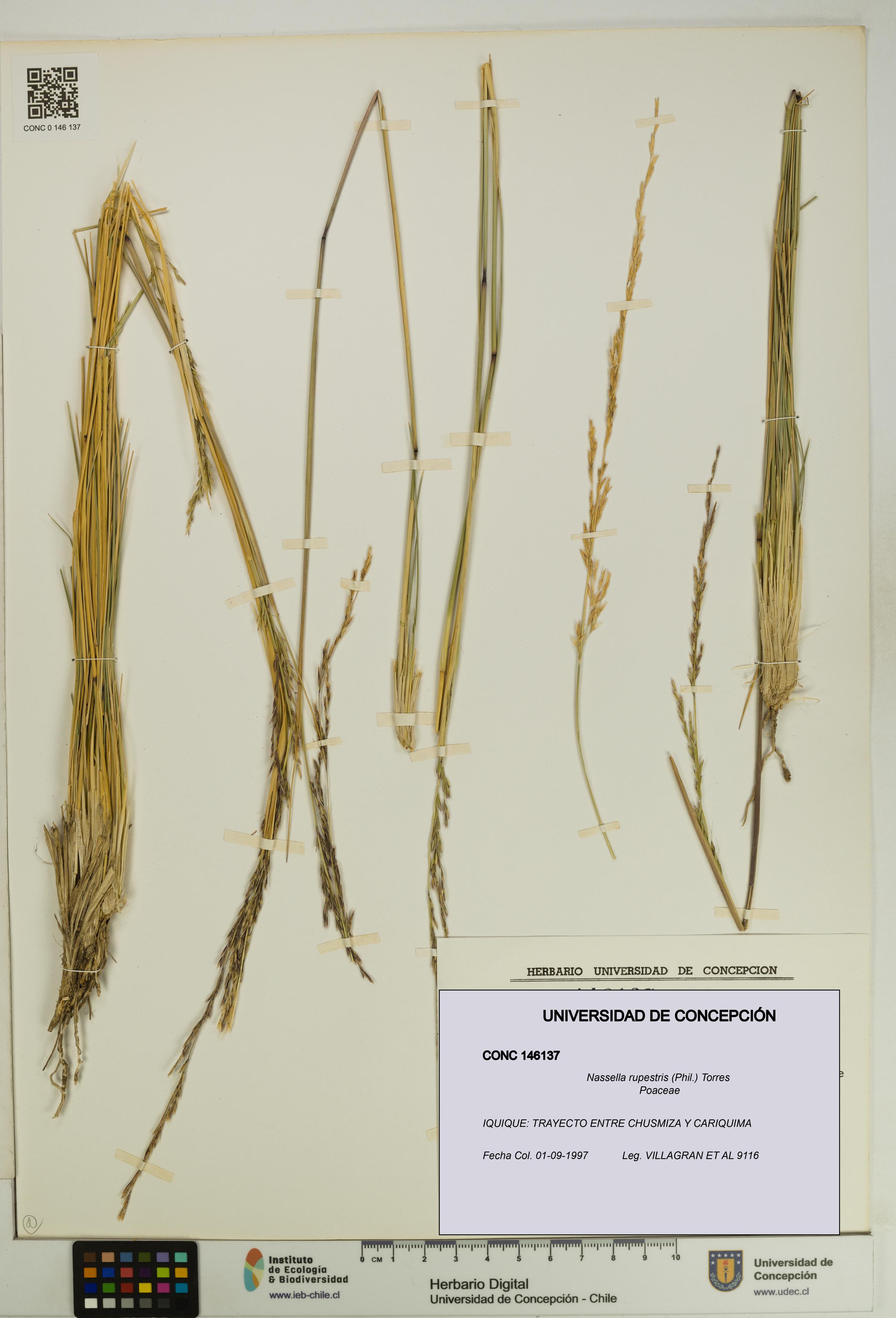Nassella rupestris [Espécimen: UDEC:CONC:0146137]