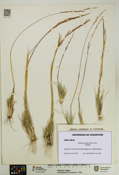 Nassella rupestris [Espécimen: UDEC:CONC:0146140]