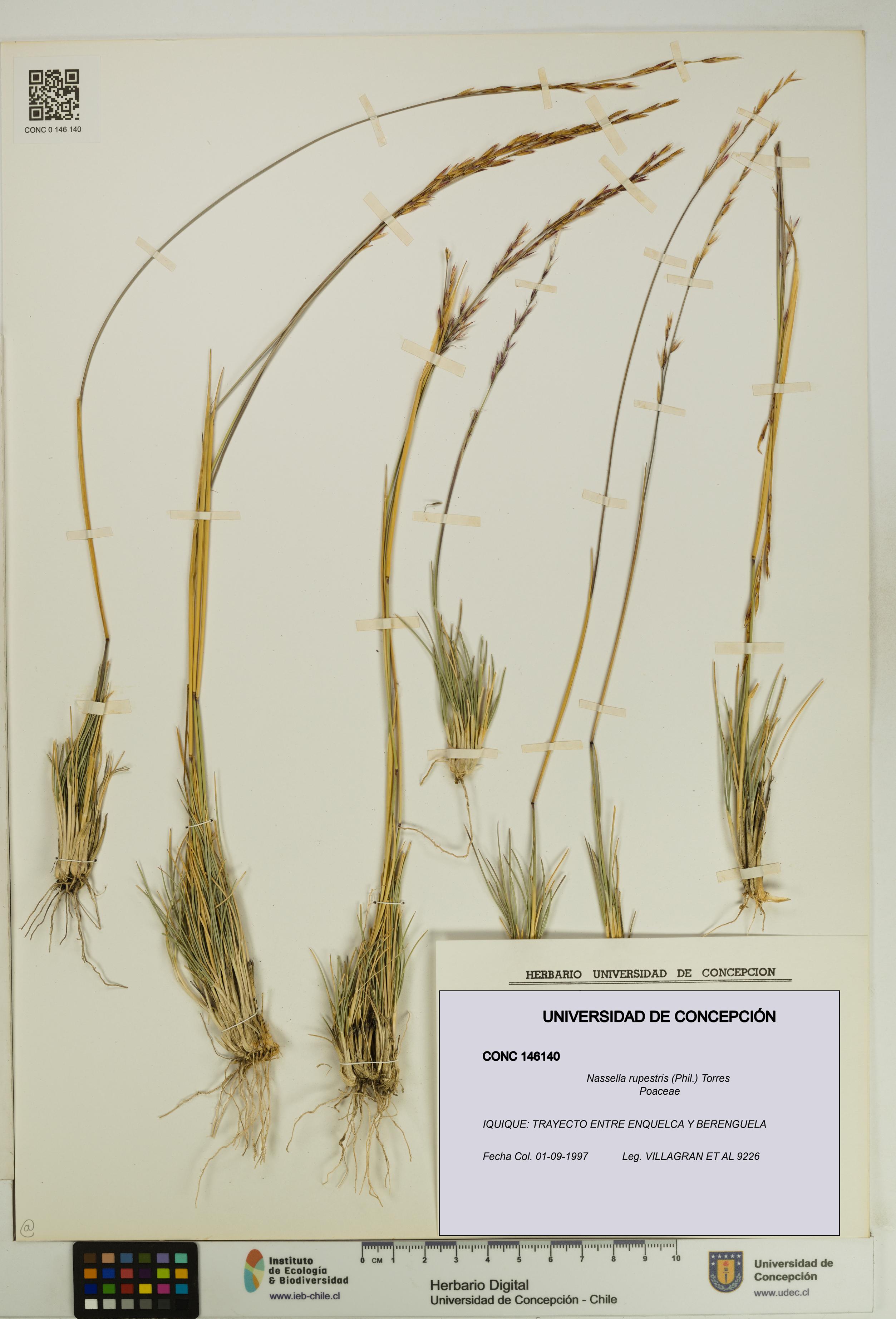 Nassella rupestris [Espécimen: UDEC:CONC:0146140]