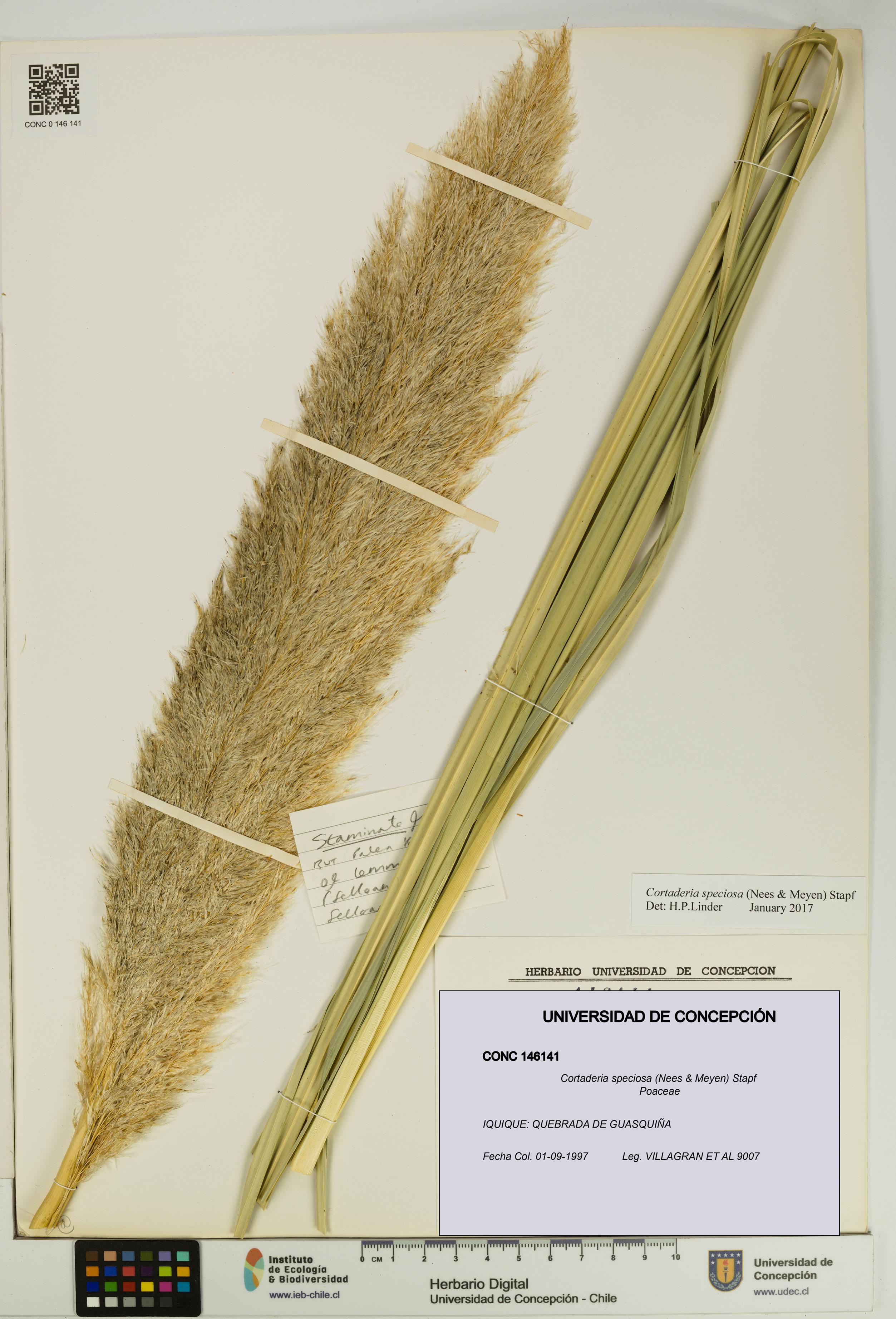 Cortaderia speciosa [Espécimen: UDEC:CONC:0146141]