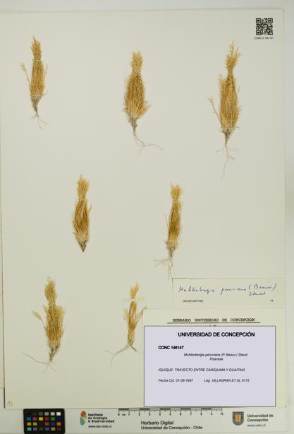 Muhlenbergia peruviana [Espécimen: UDEC:CONC:0146147]