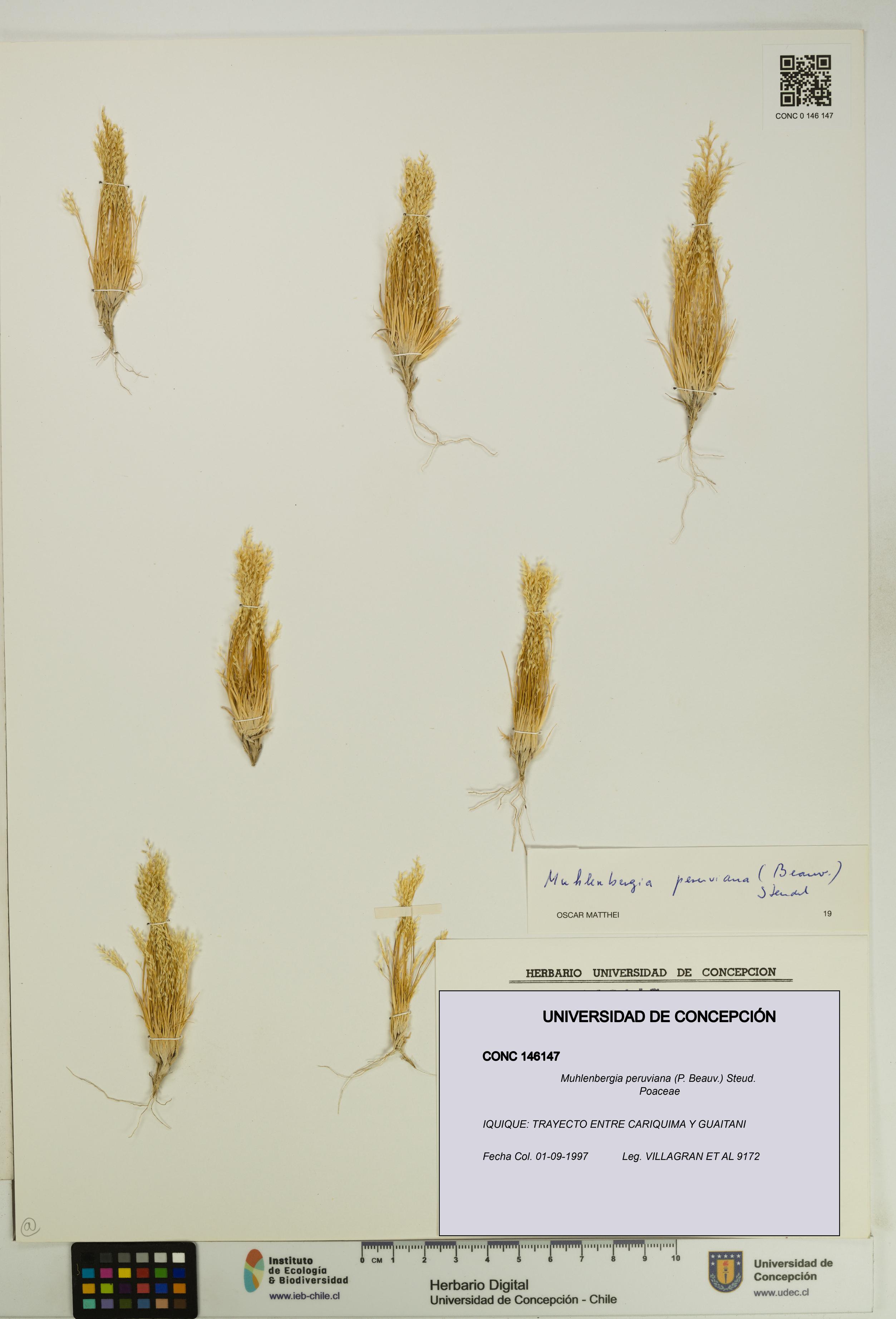 Muhlenbergia peruviana [Espécimen: UDEC:CONC:0146147]