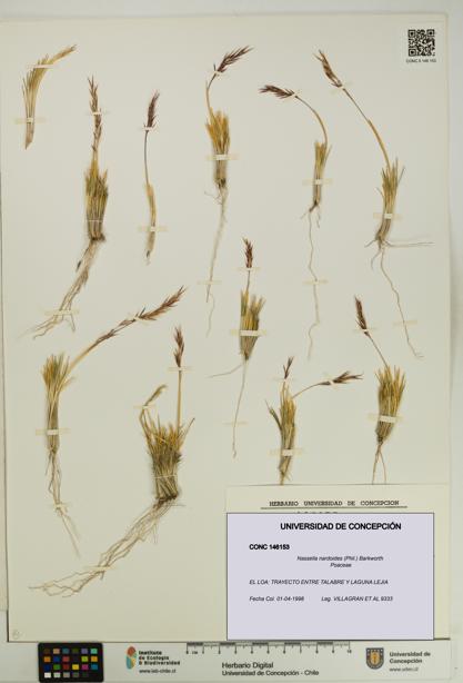 Nassella nardoides [Espécimen: UDEC:CONC:0146153]