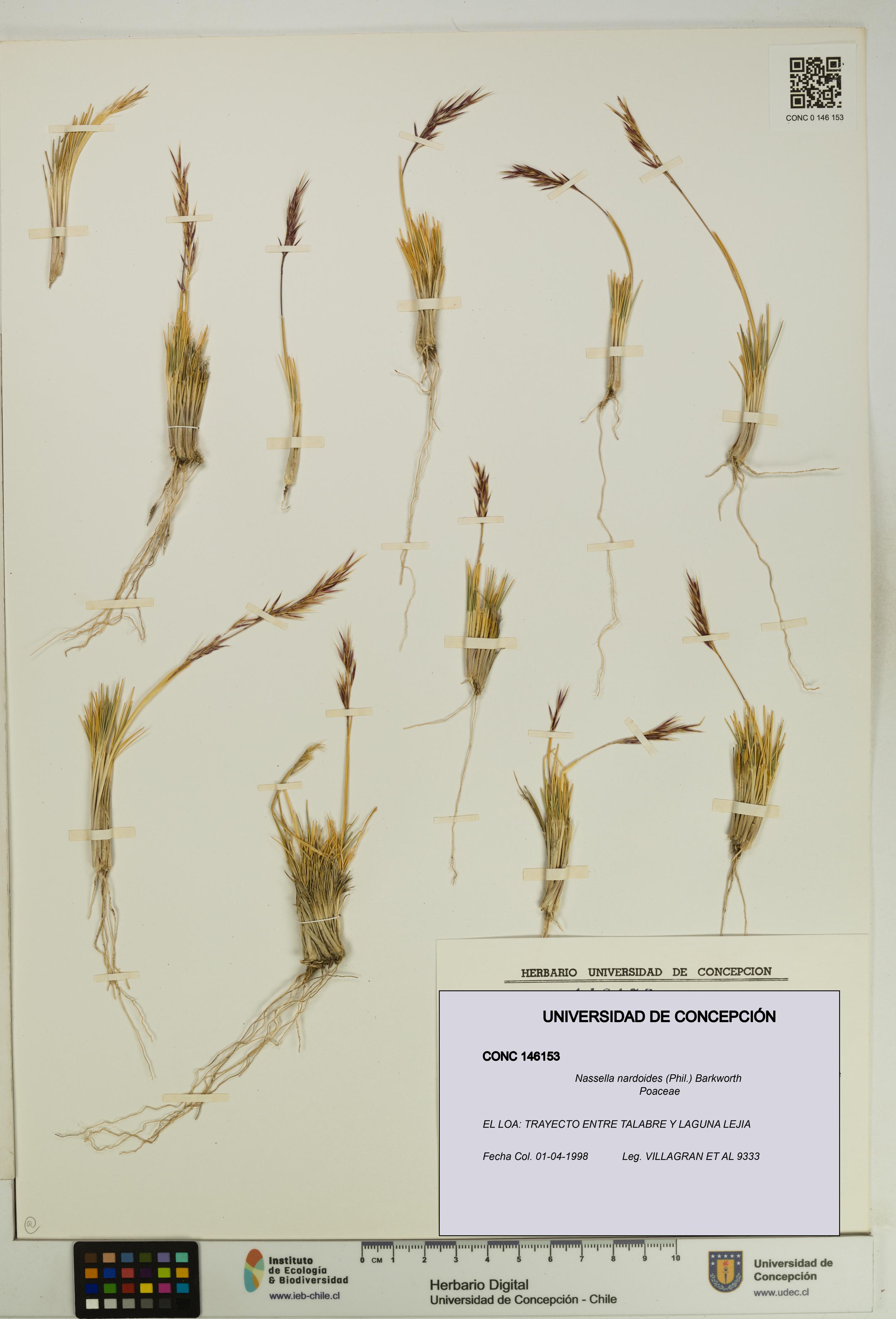 Nassella nardoides [Espécimen: UDEC:CONC:0146153]