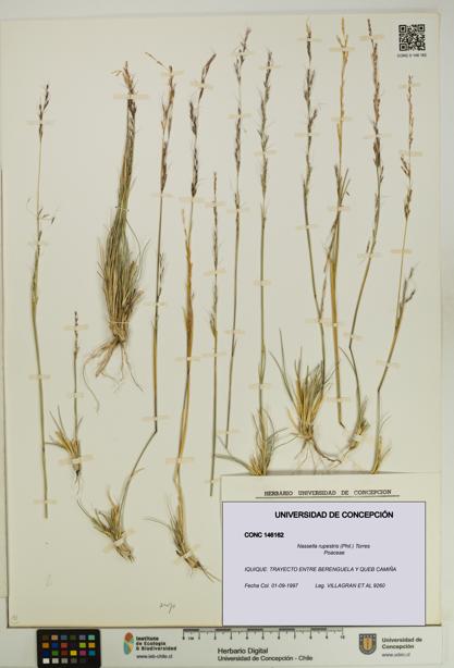 Nassella rupestris [Espécimen: UDEC:CONC:0146162]