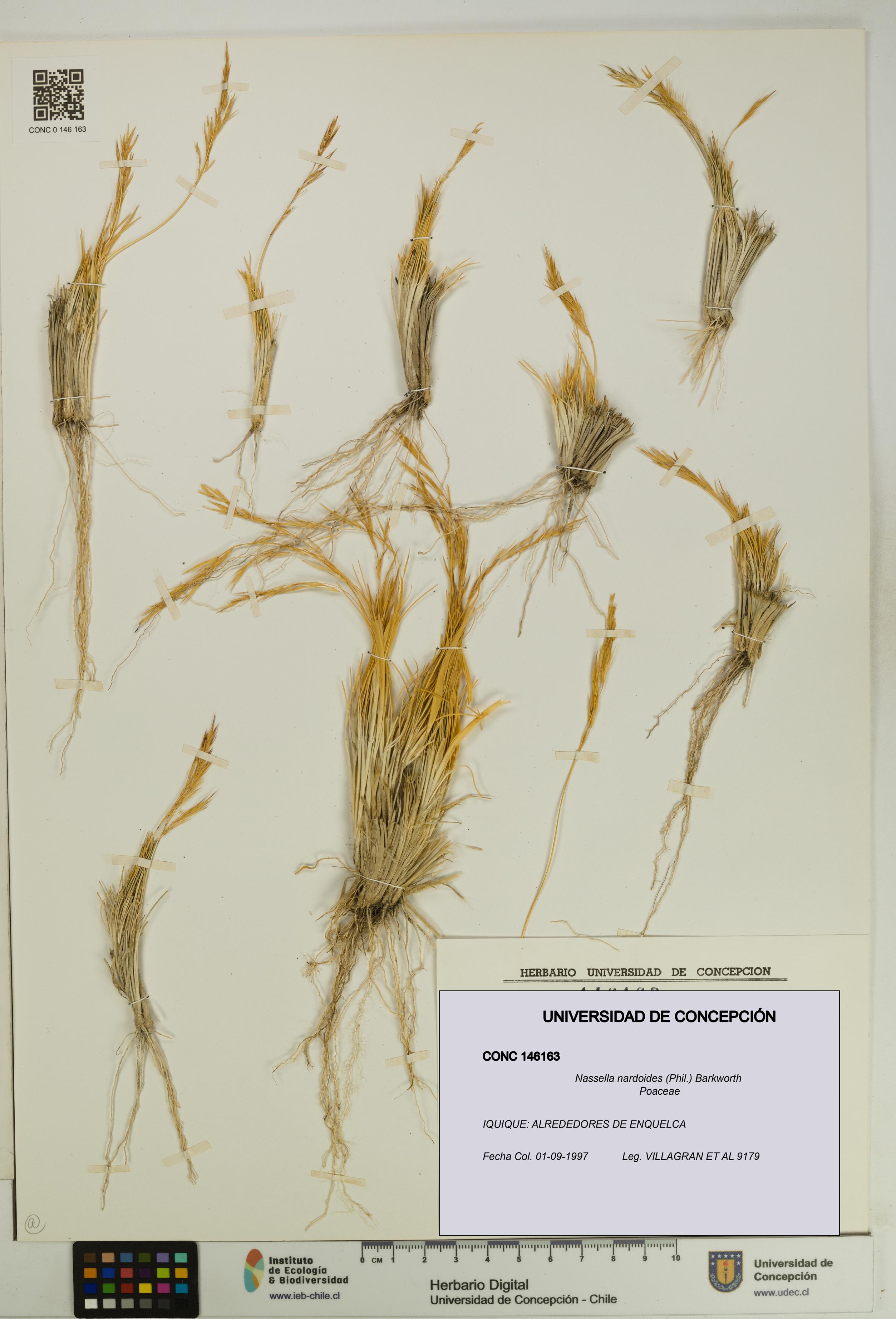 Nassella nardoides [Espécimen: UDEC:CONC:0146163]
