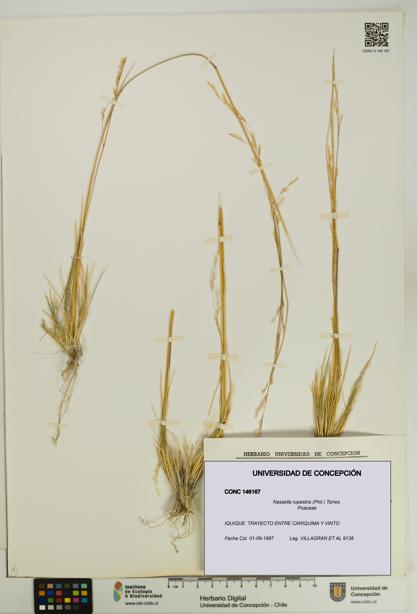Nassella rupestris [Espécimen: UDEC:CONC:0146167]