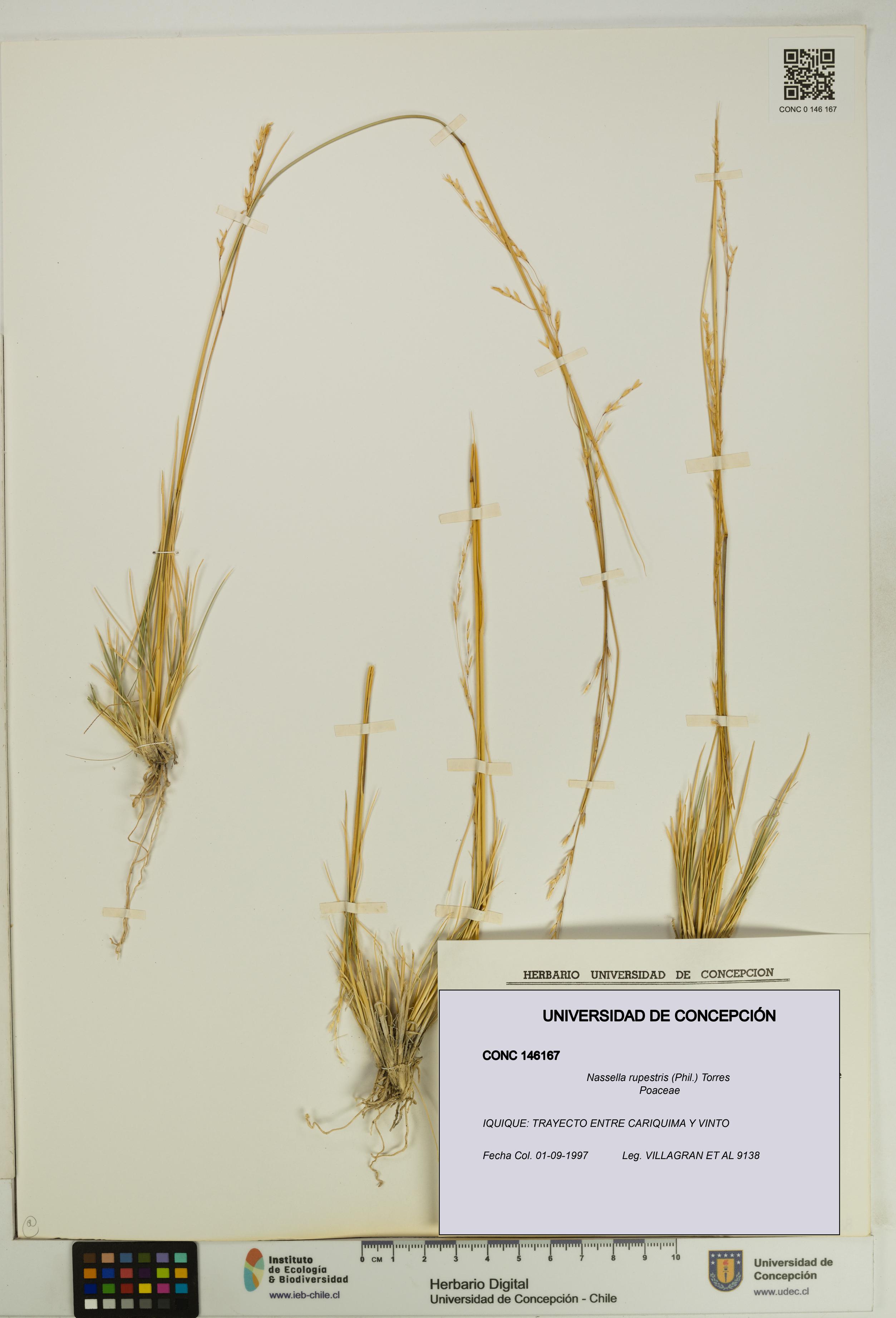 Nassella rupestris [Espécimen: UDEC:CONC:0146167]