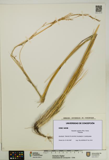 Nassella rupestris [Espécimen: UDEC:CONC:0146169]