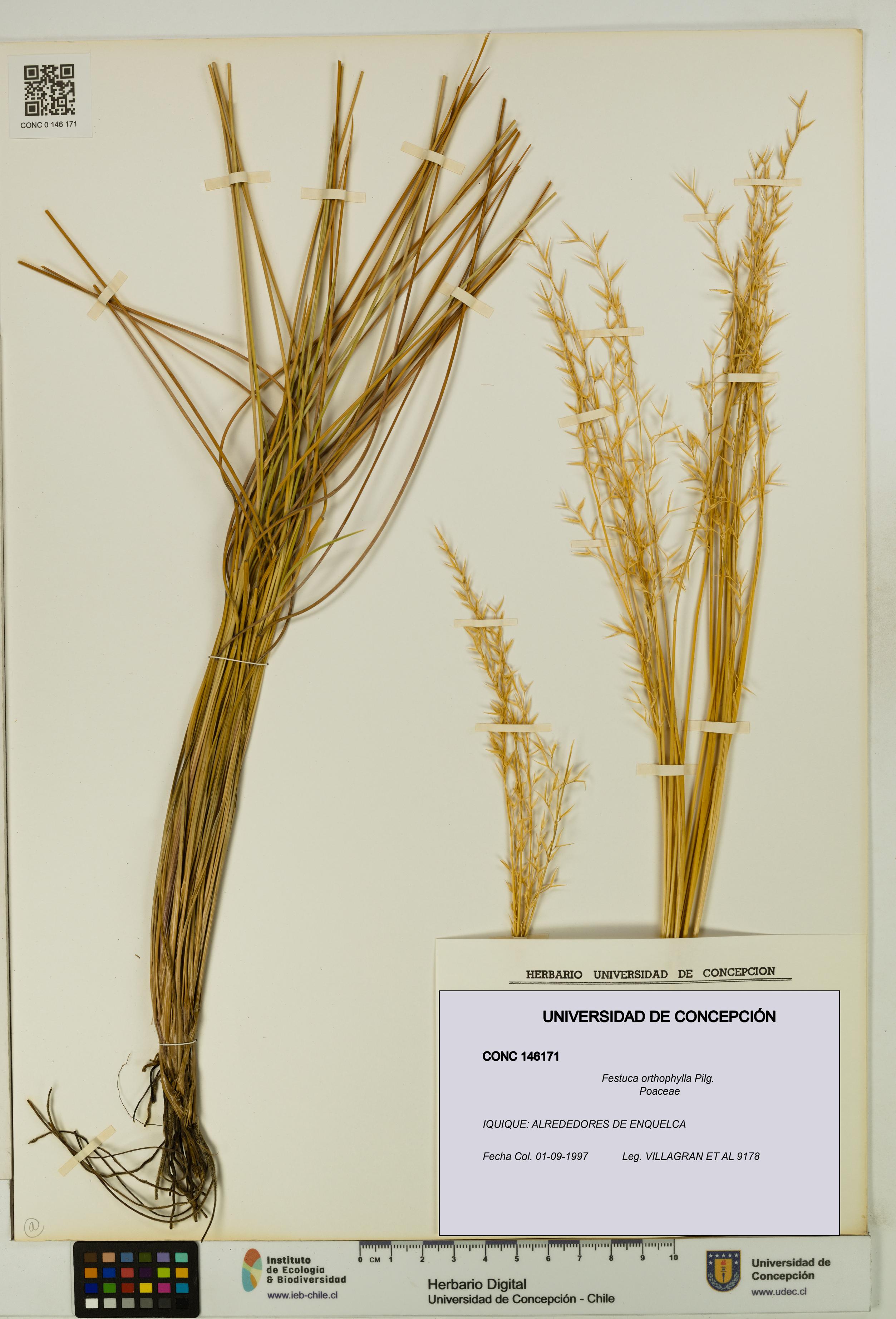Festuca orthophylla [Espécimen: UDEC:CONC:0146171]