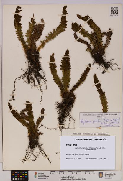 Polystichum plicatum [Espécimen: UDEC:CONC:0146176]