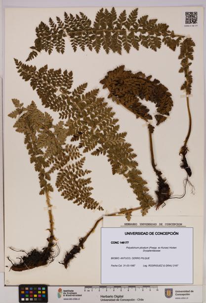 Polystichum plicatum [Espécimen: UDEC:CONC:0146177]