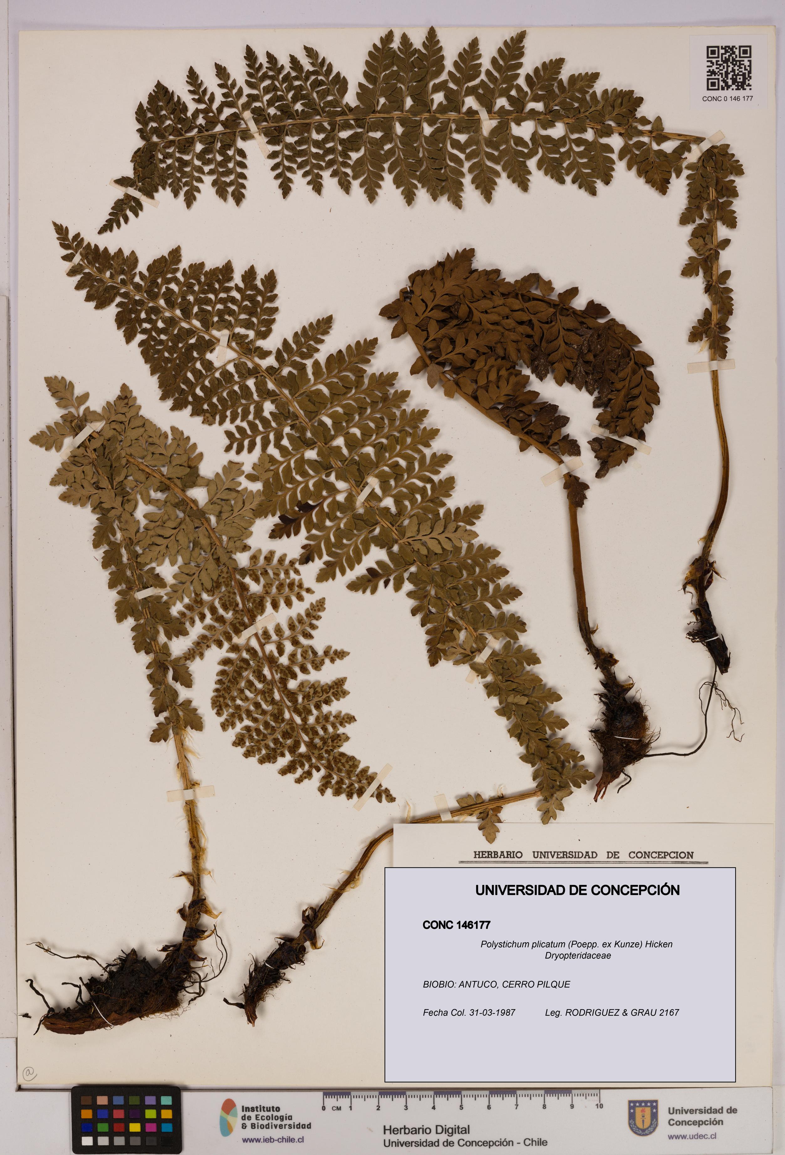 Polystichum plicatum [Espécimen: UDEC:CONC:0146177]