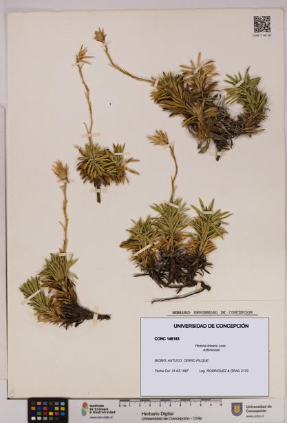 Perezia linearis [Espécimen: UDEC:CONC:0146183]