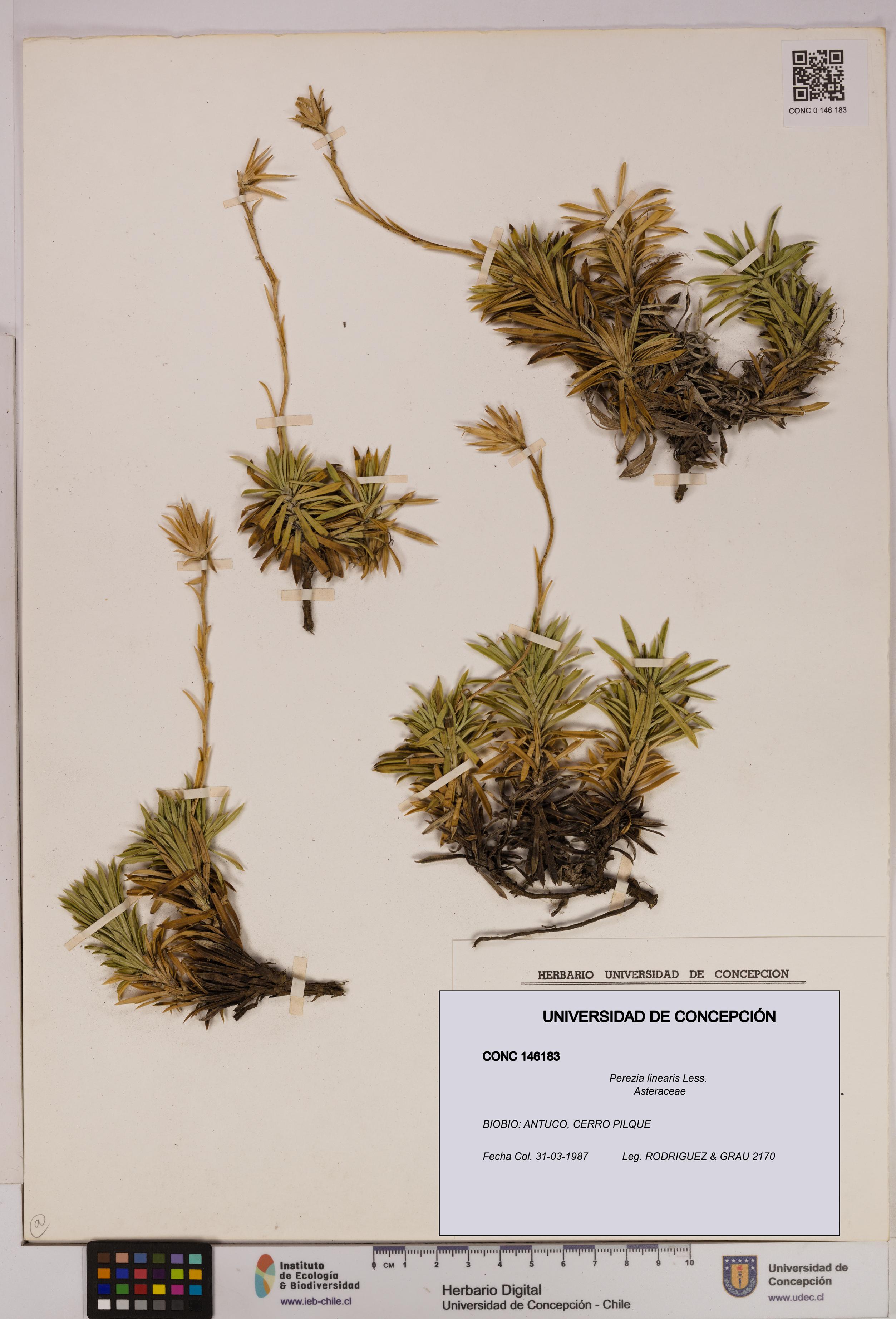 Perezia linearis [Espécimen: UDEC:CONC:0146183]