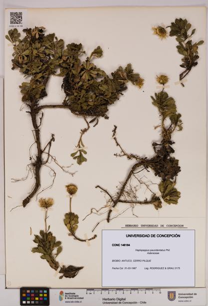 Haplopappus paucidentatus [Espécimen: UDEC:CONC:0146184]