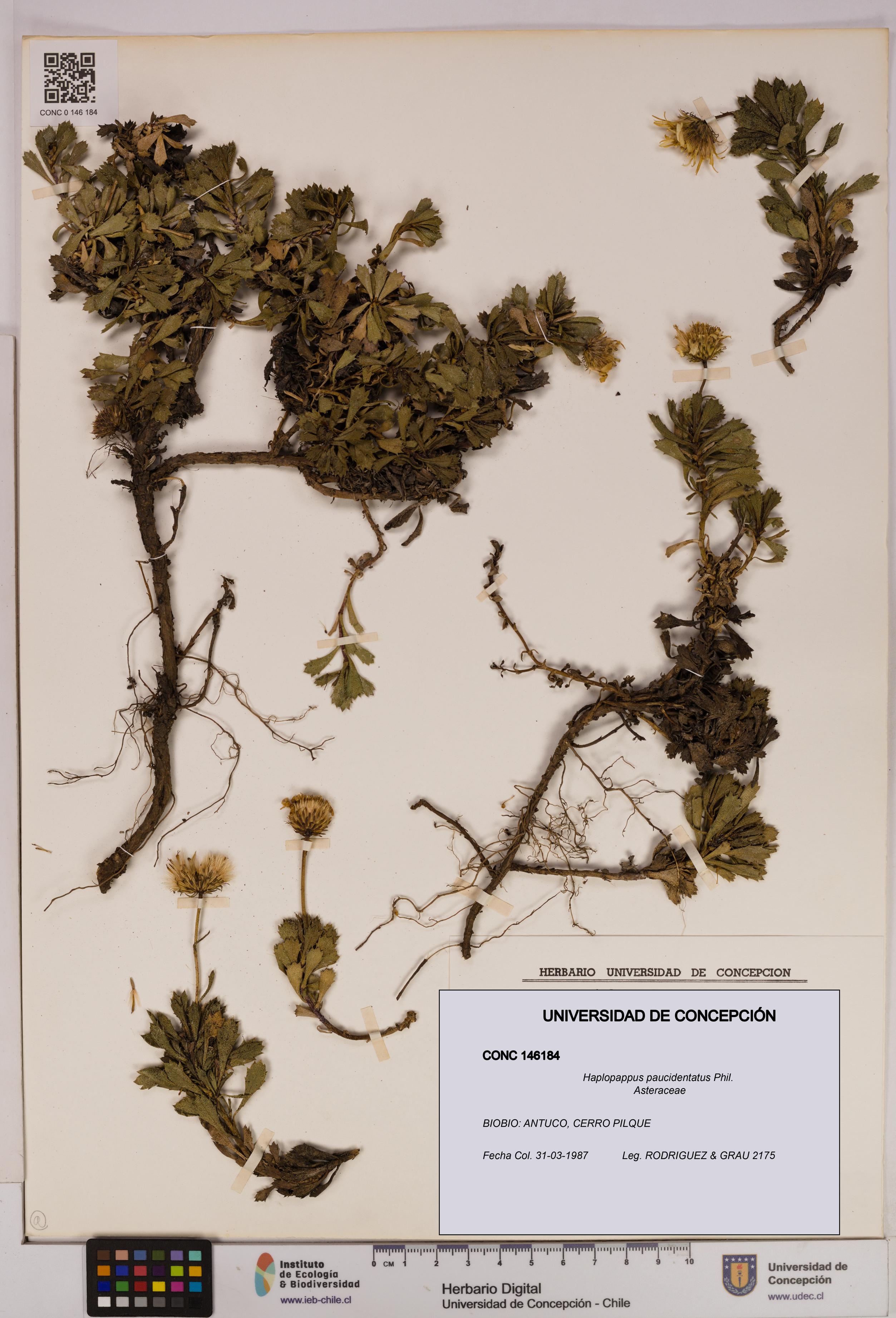 Haplopappus paucidentatus [Espécimen: UDEC:CONC:0146184]