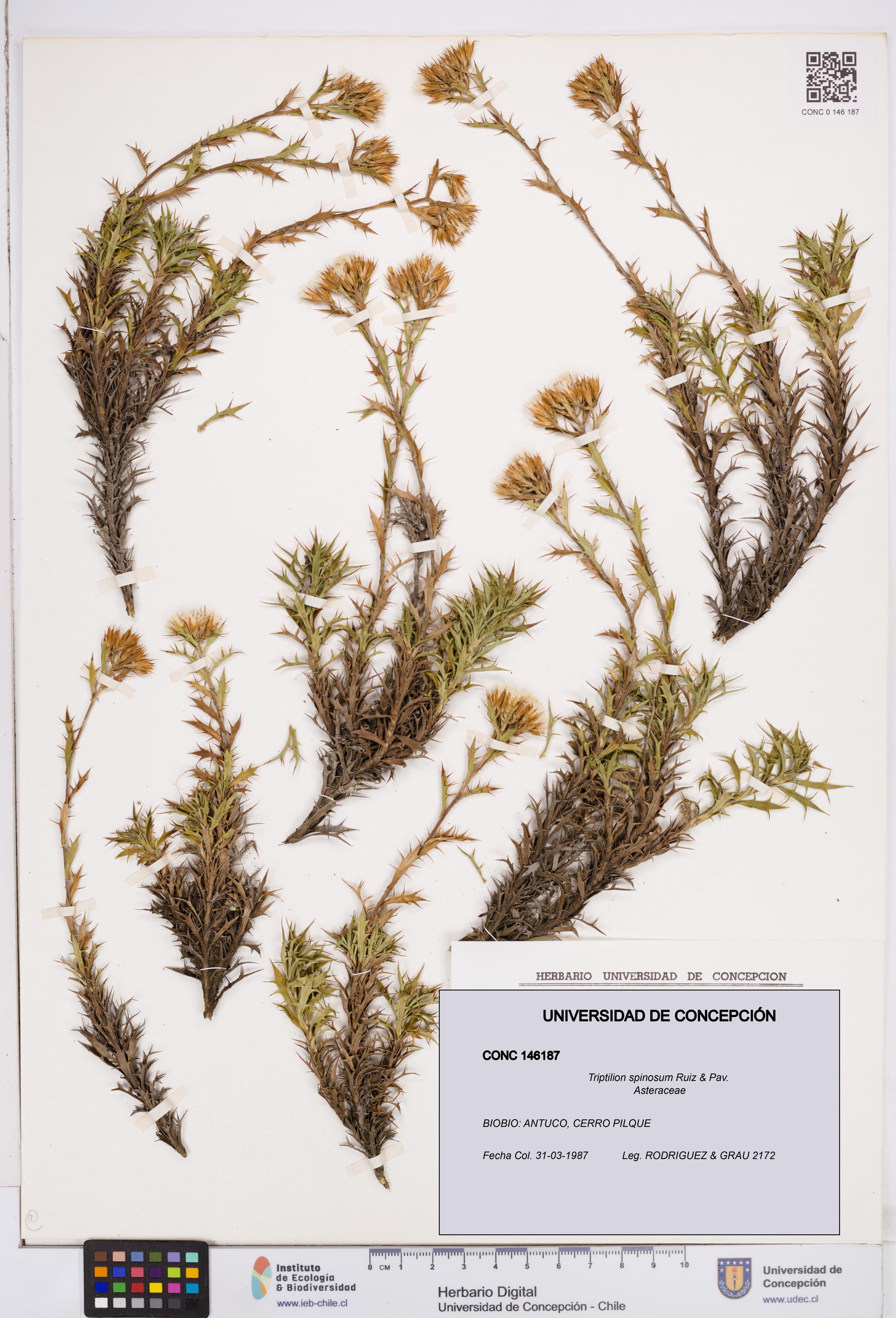 Triptilion spinosum [Espécimen: ]
