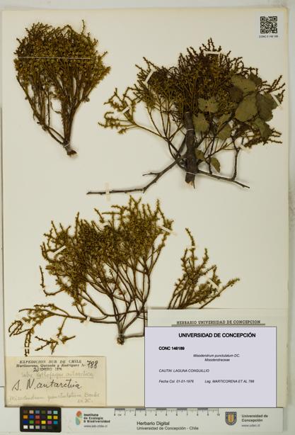 Misodendrum punctulatum [Espécimen: UDEC:CONC:0146189]