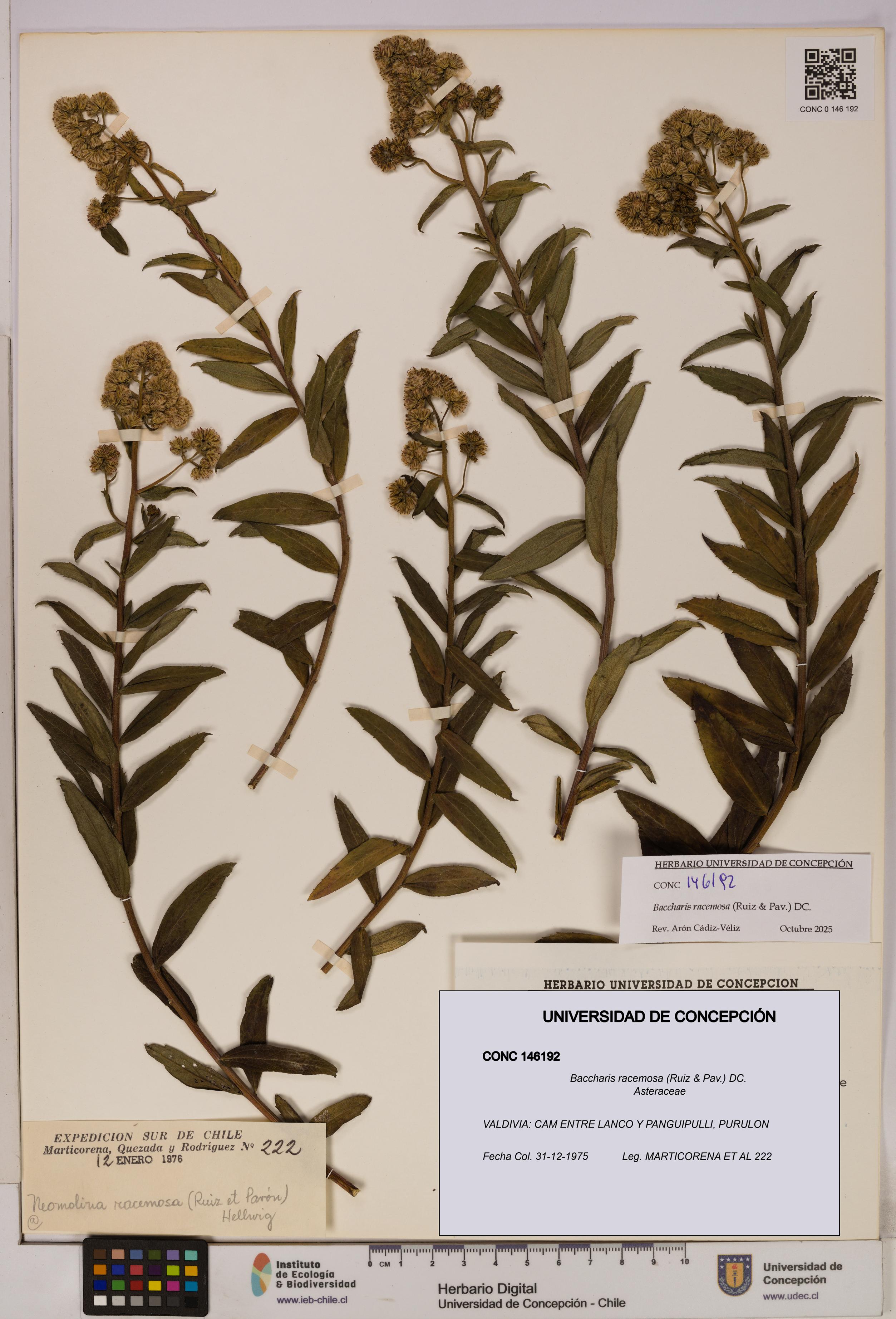 Baccharis racemosa [Espécimen: UDEC:CONC:0146192]