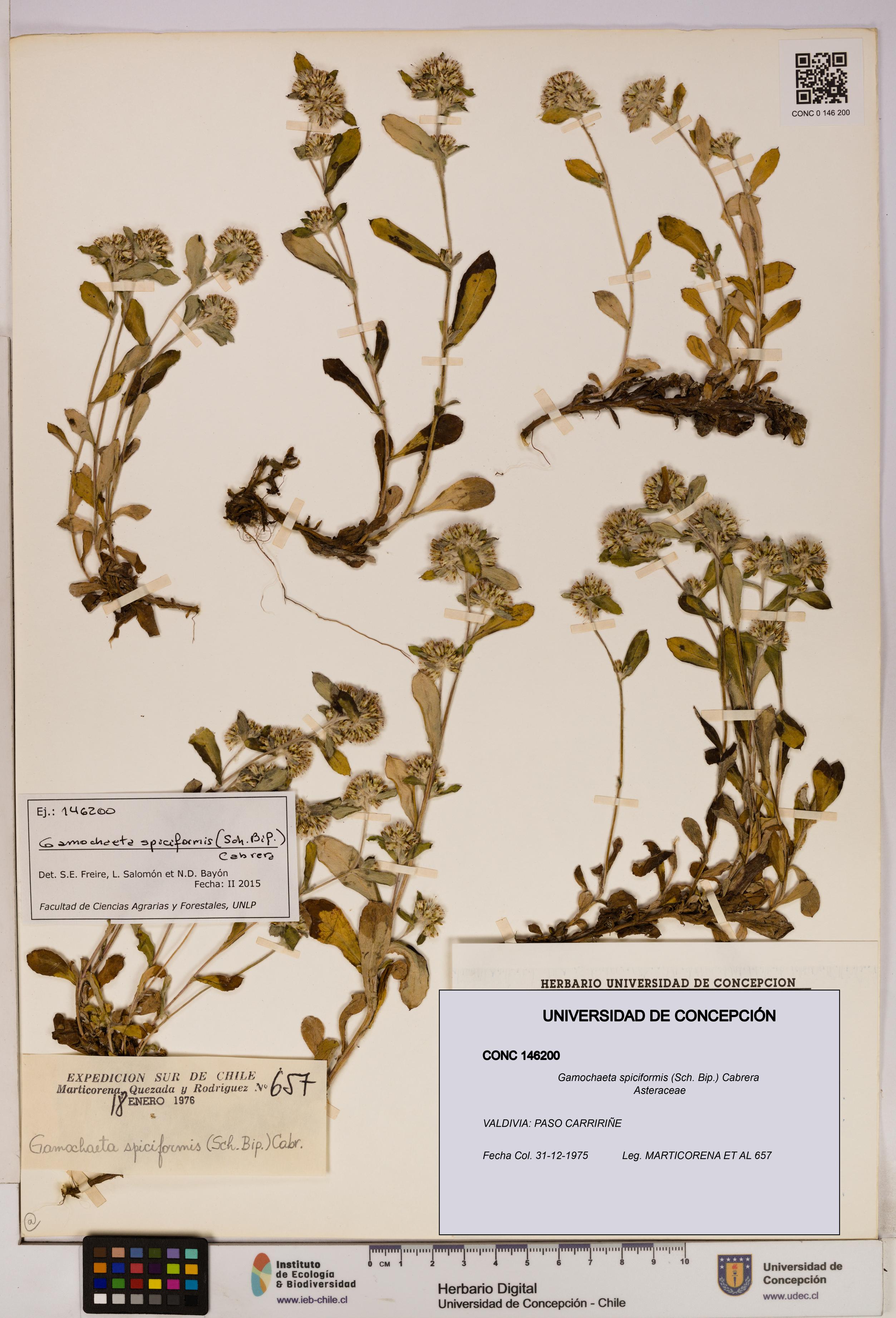 Gamochaeta spiciformis [Espécimen: UDEC:CONC:0146200]