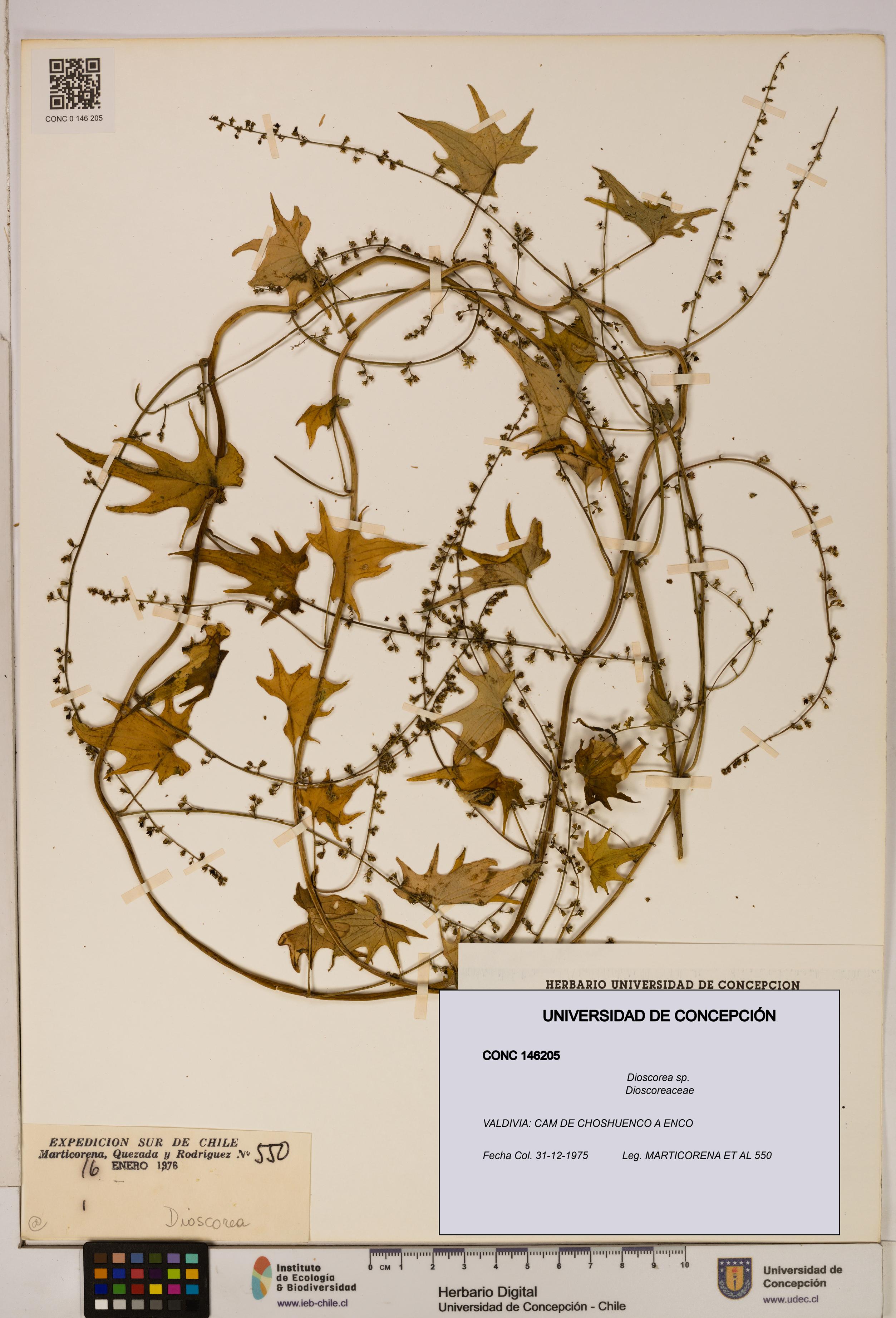 Dioscorea sp. [Espécimen: ]