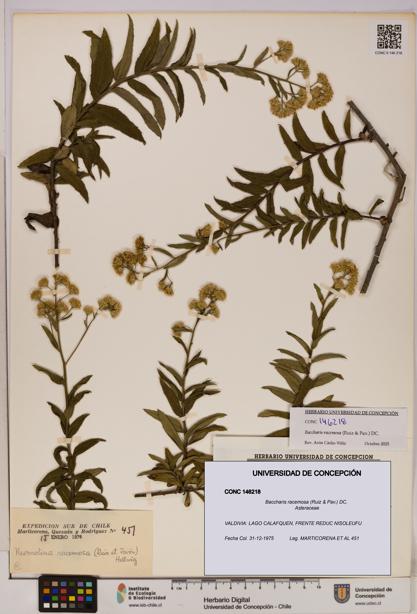 Baccharis racemosa [Espécimen: UDEC:CONC:0146218]