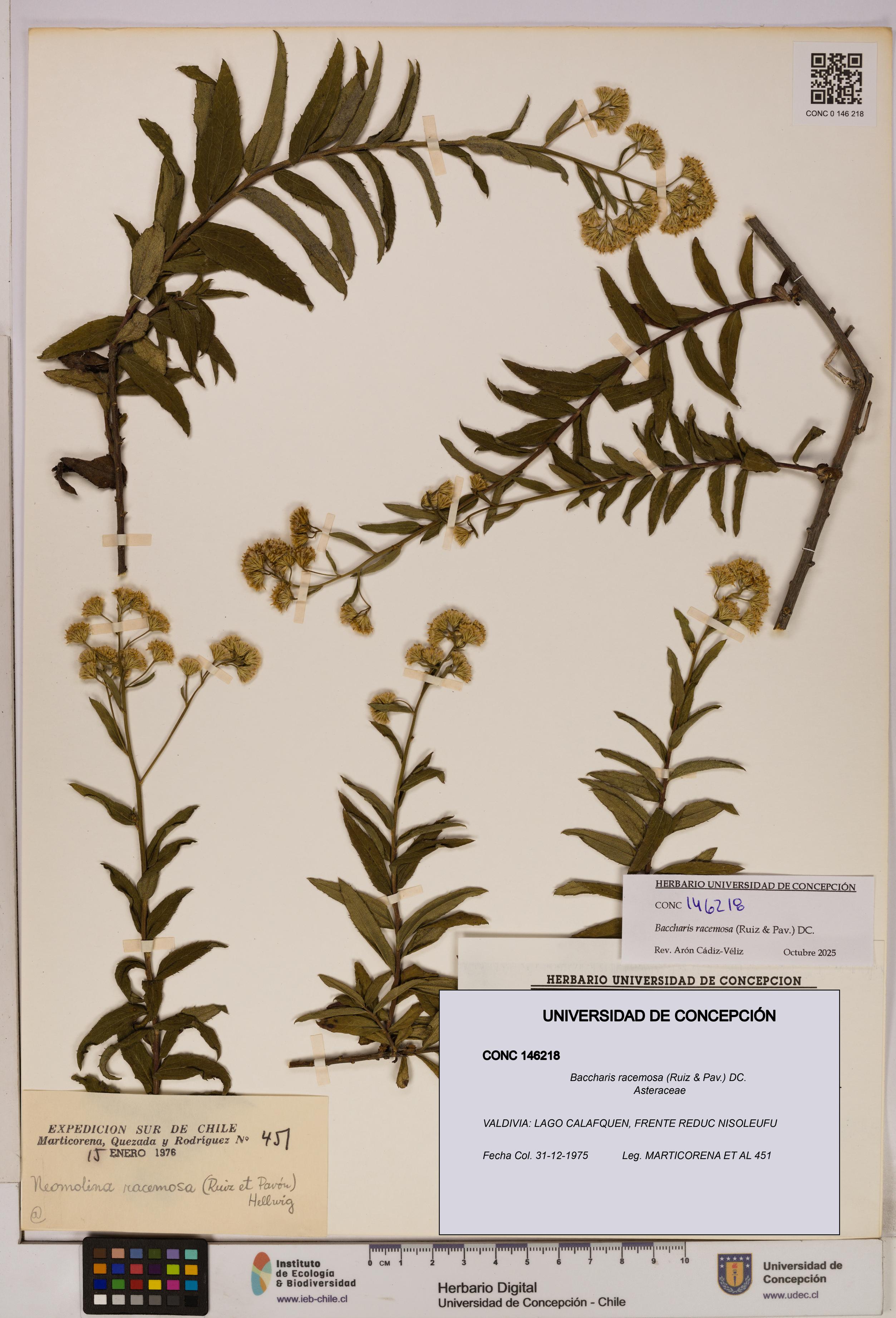 Baccharis racemosa [Espécimen: UDEC:CONC:0146218]