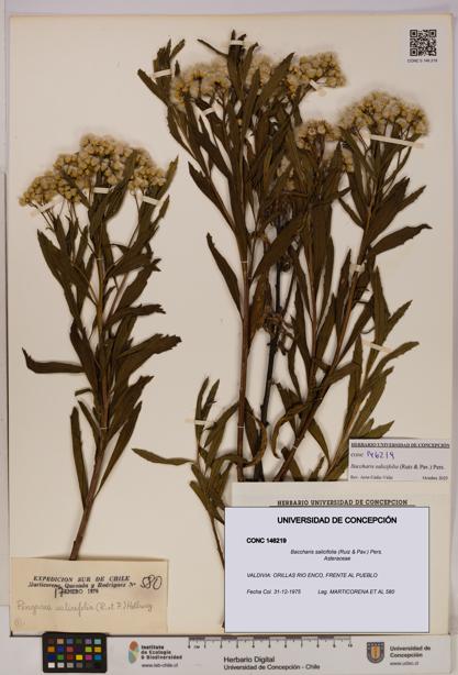 Baccharis salicifolia [Espécimen: UDEC:CONC:0146219]