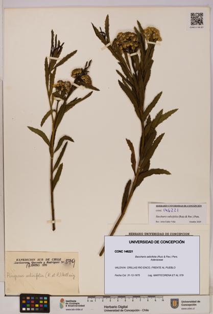 Baccharis salicifolia [Espécimen: UDEC:CONC:0146221]