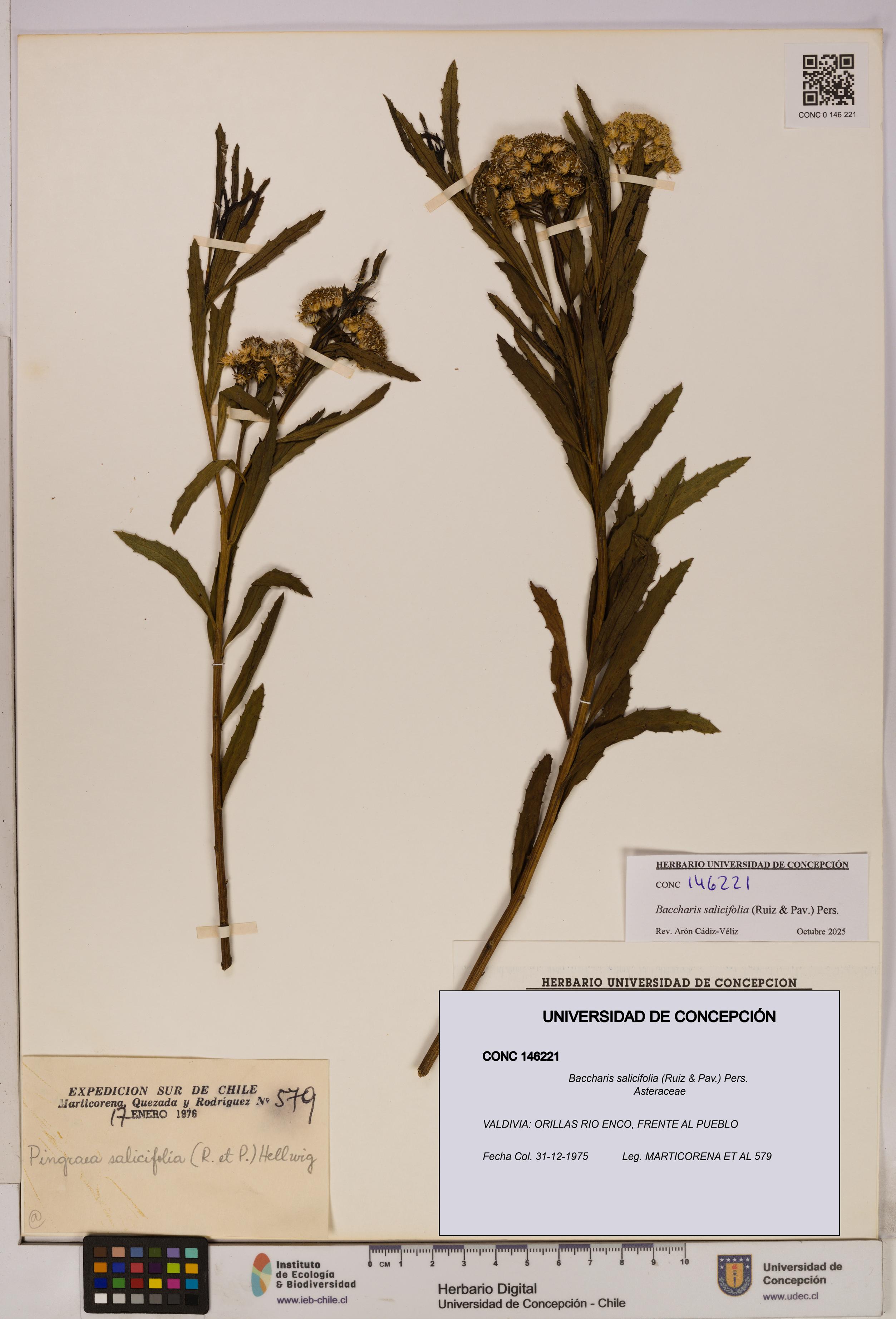 Baccharis salicifolia [Espécimen: UDEC:CONC:0146221]