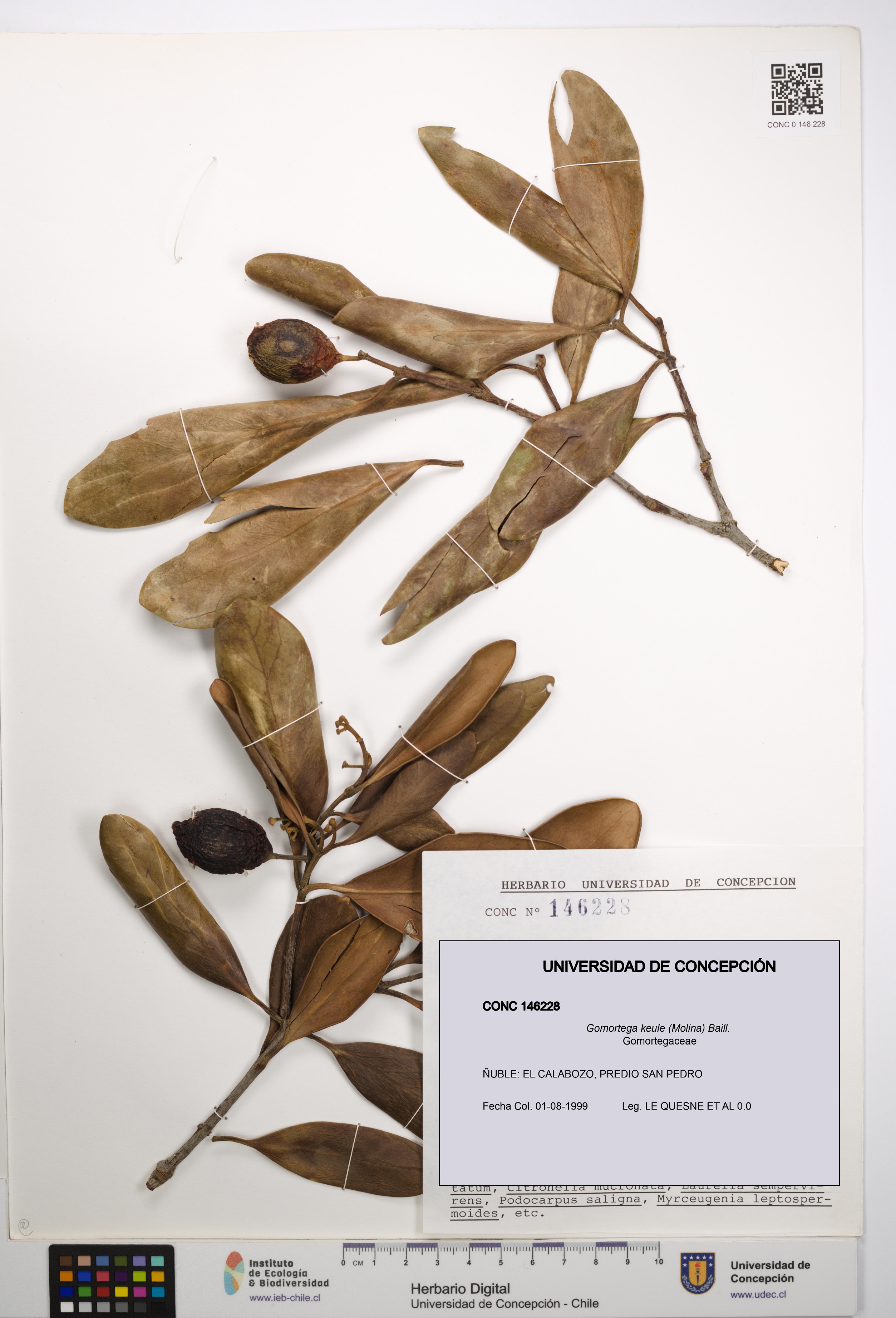 Gomortega keule [Espécimen: UDEC:CONC:0146228]