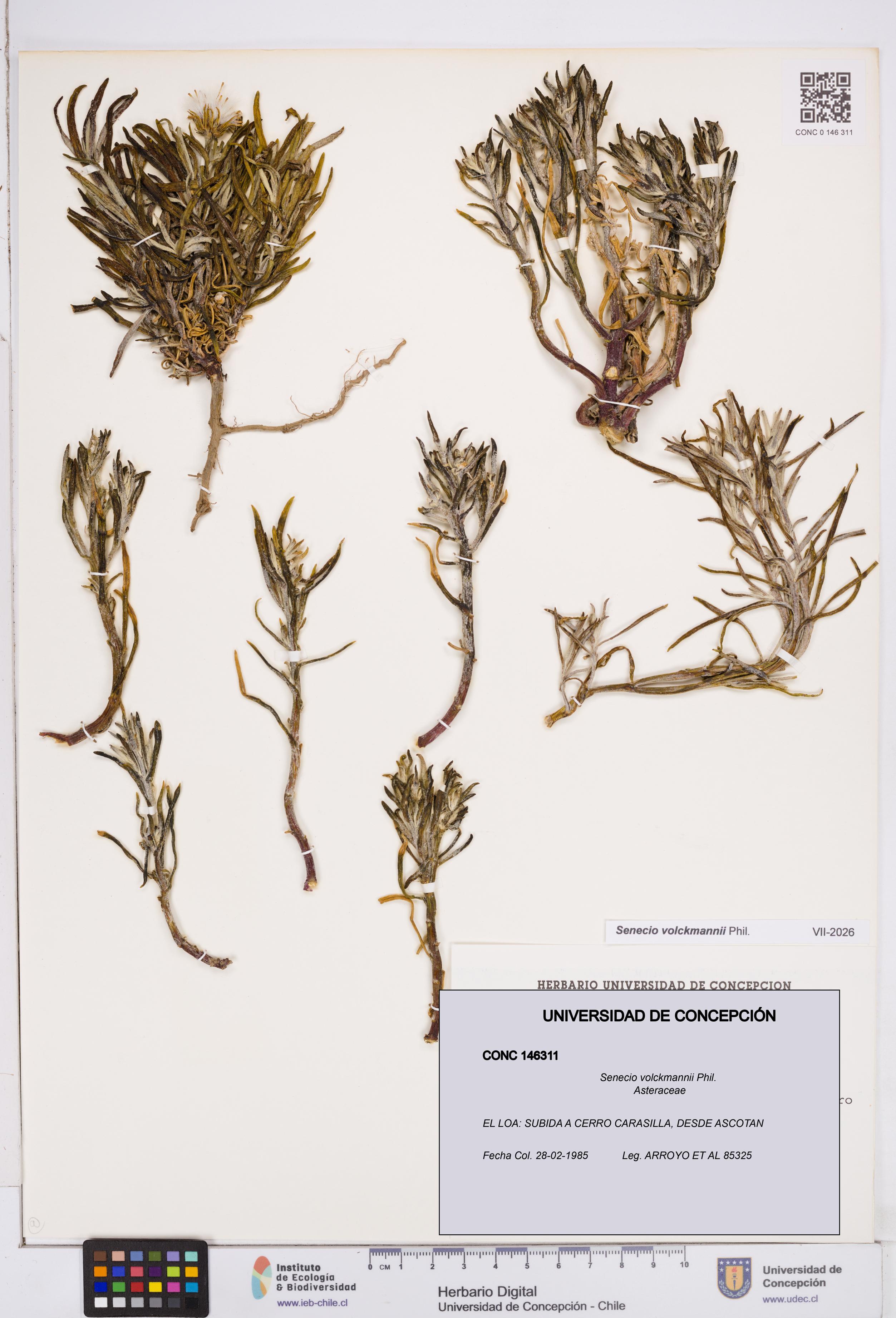 Senecio volckmannii [Espécimen: ]