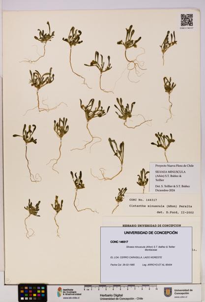 Silvaea minuscula [Espécimen: UDEC:CONC:0146317]
